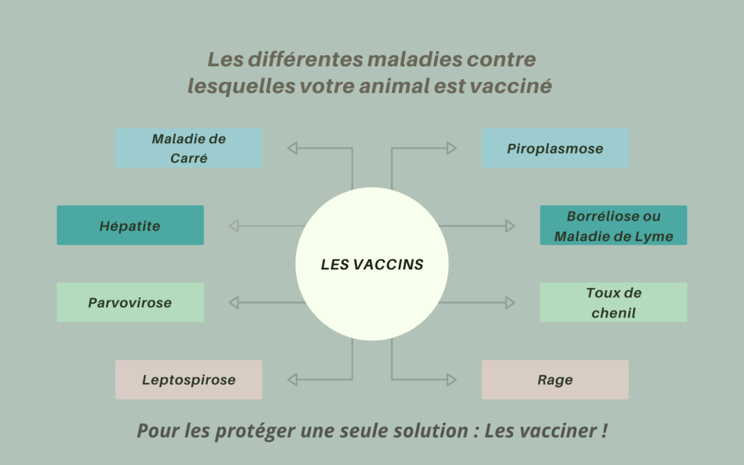 Les différentes maladies contre lesquelles votre animal est vacciné