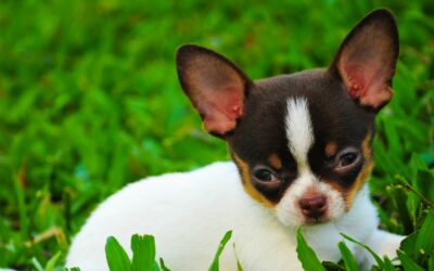 Le Chihuahua : Guide Complet – Tout ce que vous devez savoir avant d’adopter
